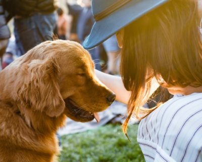 a person touching a dog